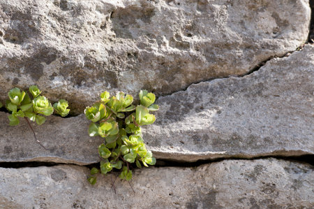 plants climbing the old wallの写真素材