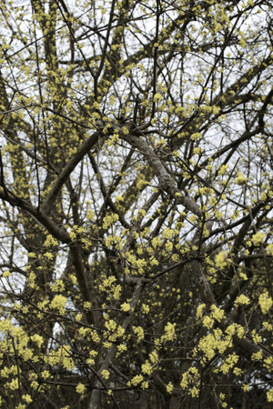 Fresh spring growthの写真素材