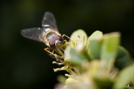 Honeybee on Yellow Flower