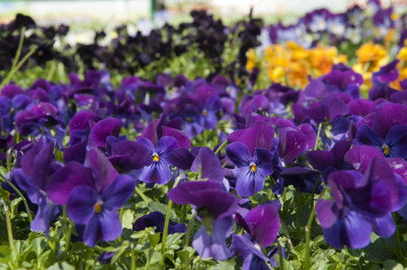 Flower Beds - landscaped gardenの写真素材
