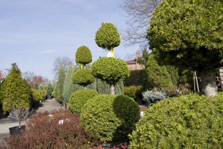 Topiary shapesの写真素材