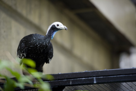  Birdsの写真素材