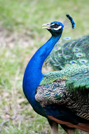Peacock の写真素材