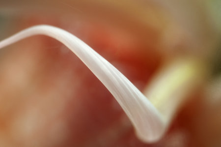 jellyfish の写真素材