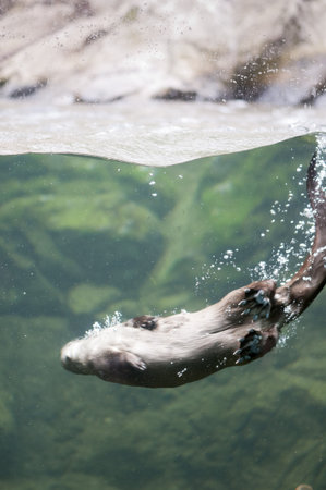 Mink swimmingの写真素材