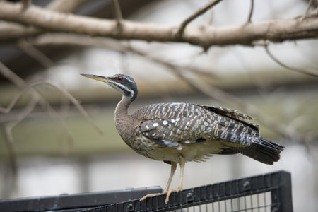 American Bitternの写真素材
