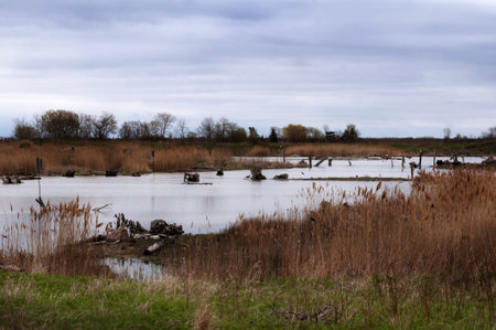 lake and cattails