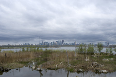 Wetlands in front of Toronto skylineの写真素材