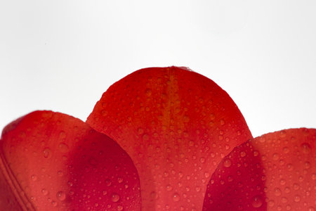 Tulip petals closeupの写真素材