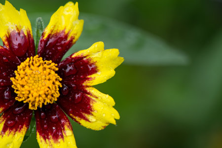 Daisy dew dropsの写真素材
