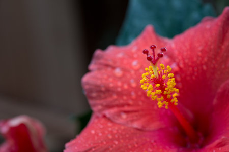 red hibiscusの写真素材