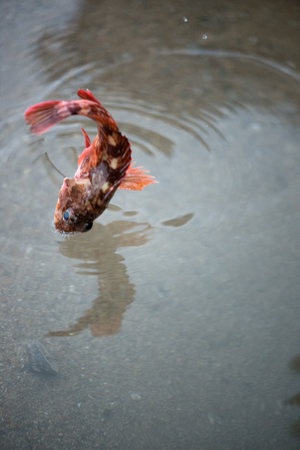 Jumping  Fishの写真素材