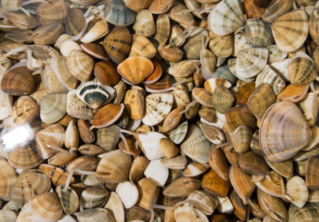 Seashellsの写真素材