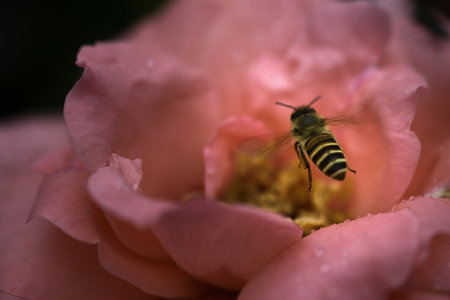 Bee on a Roseの写真素材