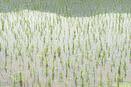 The Rice Planterの写真素材