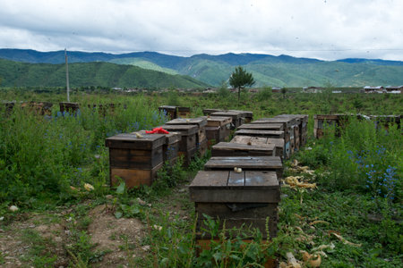 Bee Hives