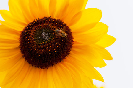Yellow Flower
