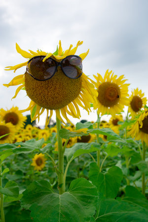 Yellow Flowerの写真素材
