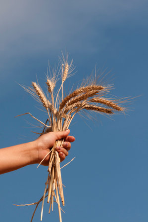 Female hand holding stalks of wheat  の写真素材