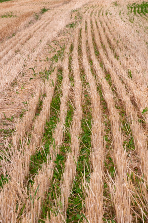 hay bales on the field, frog perspective 