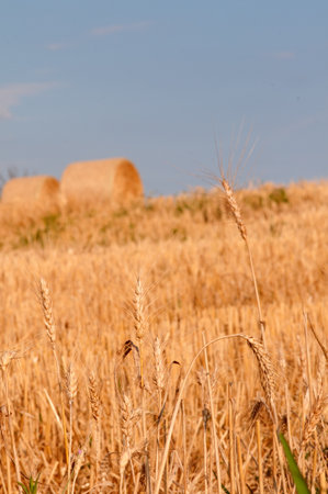 Field of gold - Stock Imageの写真素材