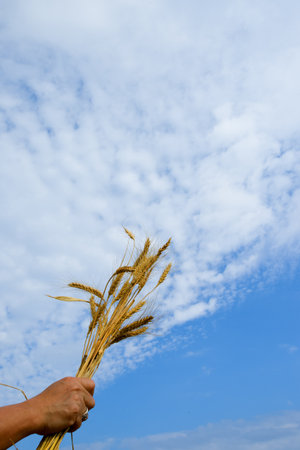 Ripe Summer Wheat - Stock Imageの写真素材