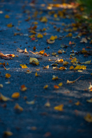 Autumn colours