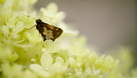 Nature  Butterflyの写真素材