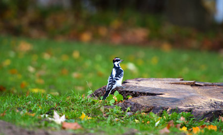 Black woodpeckerの写真素材