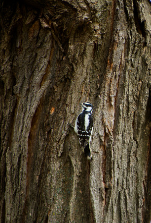 Black woodpeckerの写真素材