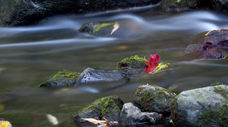 Maple leaf in waterfall