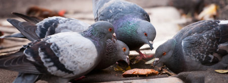 Pigeons
