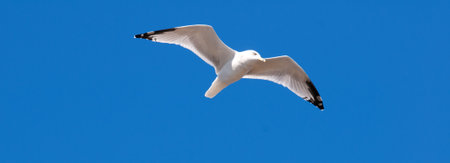 Spread your wings
