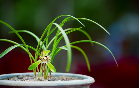 Wild orchidの写真素材