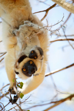 Mongoose Lemurの写真素材