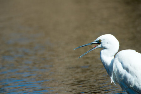 Great egret on Putuo Mountain