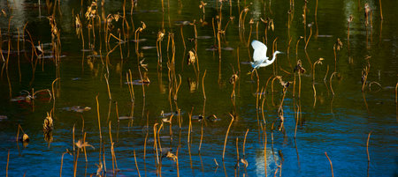  Heron in Flight 