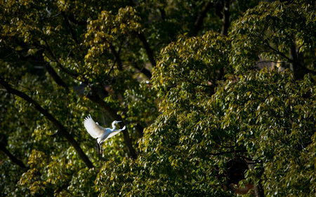  Heron in Flight の写真素材