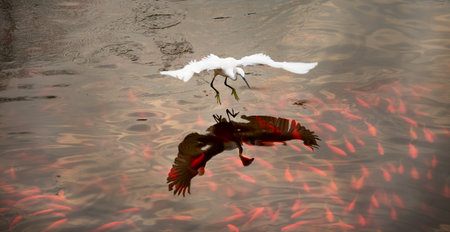 A snowy egret flies away over an estuaryの写真素材