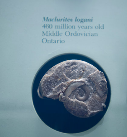 The fossil of a prehistoric snail  