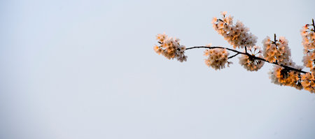 Cherry blossoms