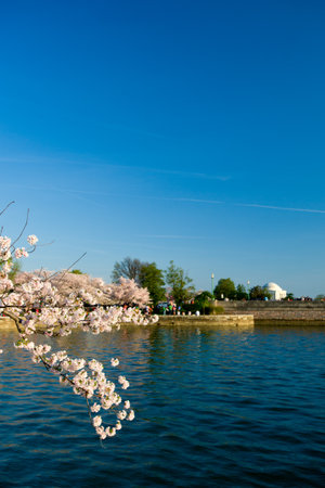 Pink cherry blossoms in spring framing the Jefferson Memorial のeditorial素材