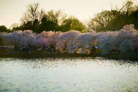 Pink cherry blossoms in spring framing the Jefferson Memorial のeditorial素材
