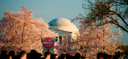 Pink cherry blossoms in spring framing the Jefferson Memorial のeditorial素材