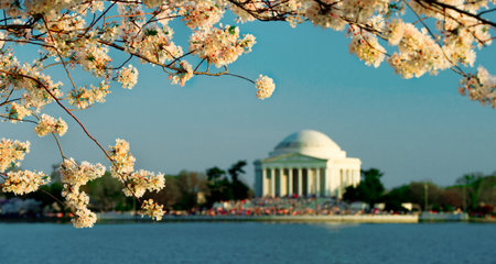 Pink cherry blossoms in spring framing the Jefferson Memorial のeditorial素材