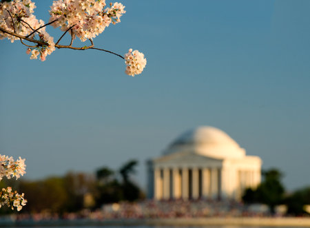 Pink cherry blossoms in spring framing the Jefferson Memorial のeditorial素材