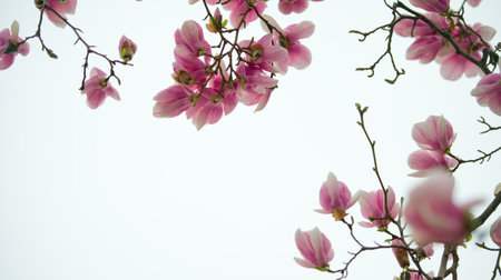 magnolia tree blossom の写真素材