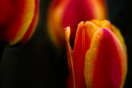 tulip in the field の写真素材