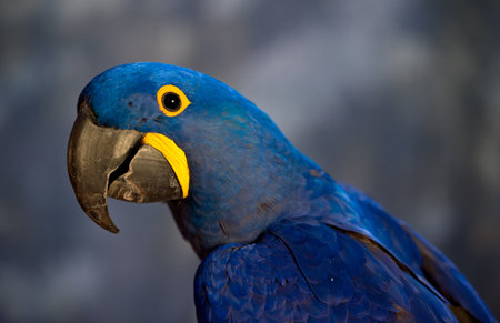  Parrotの写真素材