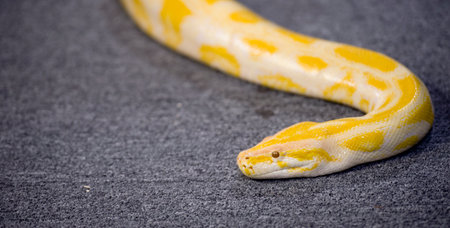 Tiger Albino python snake の写真素材
